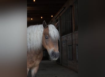Weitere Ponys/Kleinpferde, Wallach, 8 Jahre, 99 cm, Buckskin