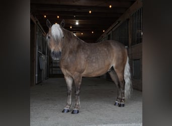 Weitere Ponys/Kleinpferde, Wallach, 8 Jahre, 99 cm, Buckskin