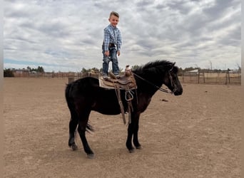 Weitere Ponys/Kleinpferde, Wallach, 8 Jahre, Rappe