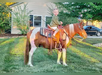 Weitere Ponys/Kleinpferde, Wallach, 9 Jahre, 102 cm, Schecke