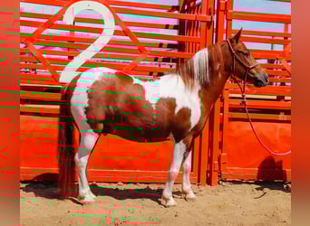 Weitere Ponys/Kleinpferde, Wallach, 9 Jahre, 102 cm, Schecke