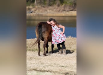 Weitere Ponys/Kleinpferde, Wallach, 9 Jahre, 107 cm, Rotbrauner