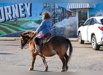 Weitere Ponys/Kleinpferde, Wallach, 9 Jahre, 107 cm, Rotbrauner