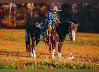 Weitere Ponys/Kleinpferde, Wallach, 9 Jahre, 107 cm, Schecke