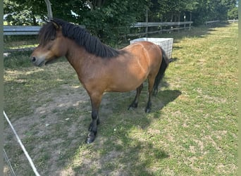 Weitere Ponys/Kleinpferde Mix, Wallach, 9 Jahre, 108 cm, Brauner