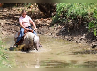 Weitere Ponys/Kleinpferde, Wallach, 9 Jahre, 112 cm, Buckskin