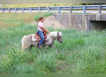 Weitere Ponys/Kleinpferde, Wallach, 9 Jahre, 112 cm, Buckskin