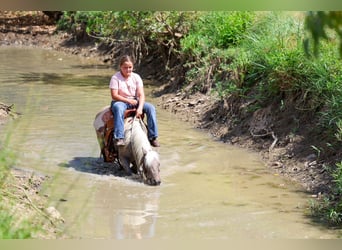 Weitere Ponys/Kleinpferde, Wallach, 9 Jahre, 112 cm, Buckskin