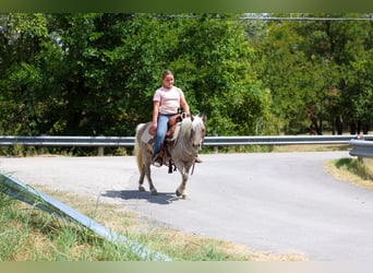 Weitere Ponys/Kleinpferde, Wallach, 9 Jahre, 112 cm, Buckskin