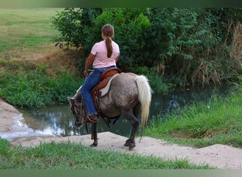Weitere Ponys/Kleinpferde, Wallach, 9 Jahre, 112 cm, Buckskin