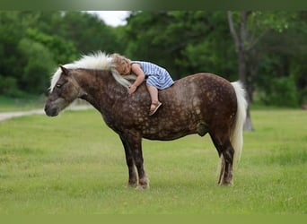 Weitere Ponys/Kleinpferde, Wallach, 9 Jahre, 112 cm, Buckskin