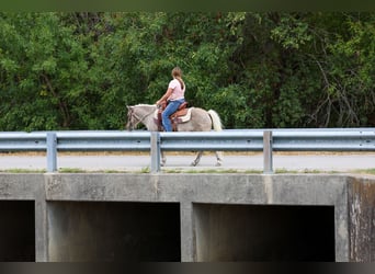 Weitere Ponys/Kleinpferde, Wallach, 9 Jahre, 112 cm, Rotbrauner