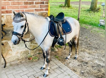 Weitere Ponys/Kleinpferde, Wallach, 9 Jahre, 113 cm, Apfelschimmel