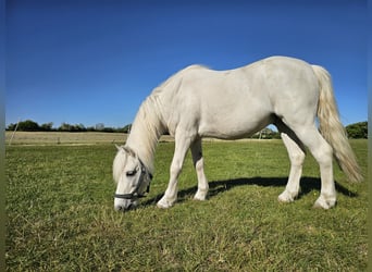 Weitere Ponys/Kleinpferde, Wallach, 9 Jahre, 115 cm, Schimmel