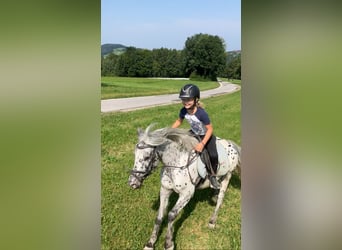 Weitere Ponys/Kleinpferde, Wallach, 9 Jahre, 120 cm, Tigerschecke