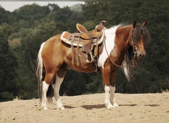 Weitere Ponys/Kleinpferde, Wallach, 9 Jahre, 122 cm, Schecke