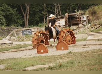 Weitere Ponys/Kleinpferde, Wallach, 9 Jahre, 122 cm, Schecke