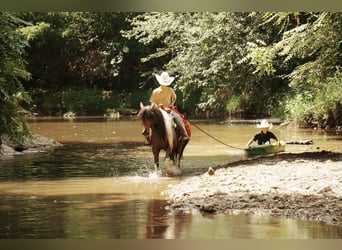 Weitere Ponys/Kleinpferde, Wallach, 9 Jahre, 122 cm, Schecke