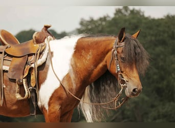 Weitere Ponys/Kleinpferde, Wallach, 9 Jahre, 122 cm, Schecke