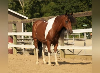 Weitere Ponys/Kleinpferde, Wallach, 9 Jahre, 122 cm, Schecke
