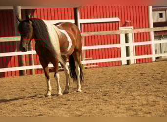 Weitere Ponys/Kleinpferde, Wallach, 9 Jahre, 122 cm, Schecke