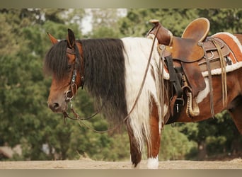 Weitere Ponys/Kleinpferde, Wallach, 9 Jahre, 122 cm, Schecke