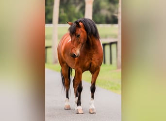 Weitere Ponys/Kleinpferde, Wallach, 9 Jahre, 127 cm