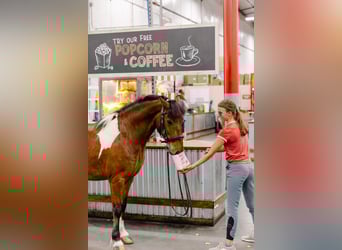 Weitere Ponys/Kleinpferde, Wallach, 9 Jahre, 127 cm