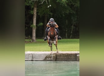 Weitere Ponys/Kleinpferde, Wallach, 9 Jahre, 127 cm