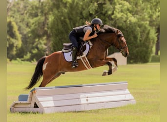 Weitere Ponys/Kleinpferde, Wallach, 9 Jahre, 127 cm