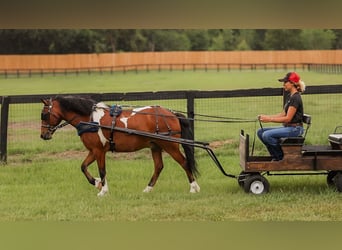 Weitere Ponys/Kleinpferde, Wallach, 9 Jahre, 127 cm