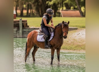 Weitere Ponys/Kleinpferde, Wallach, 9 Jahre, 127 cm