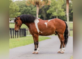 Weitere Ponys/Kleinpferde, Wallach, 9 Jahre, 127 cm