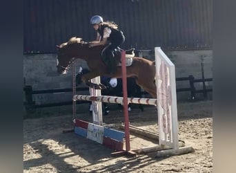 Weitere Ponys/Kleinpferde, Wallach, 9 Jahre, 129 cm, Fuchs