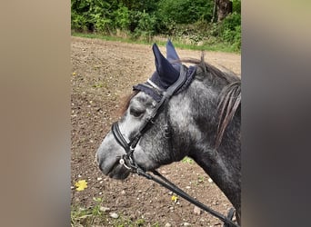 Weitere Ponys/Kleinpferde, Wallach, 9 Jahre, 130 cm, Schimmel