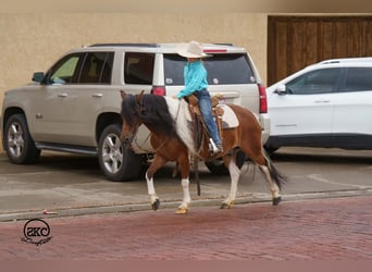 Weitere Ponys/Kleinpferde, Wallach, 9 Jahre, 132 cm, Schecke