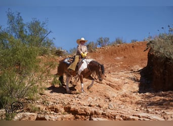 Weitere Ponys/Kleinpferde, Wallach, 9 Jahre, 132 cm, Schecke