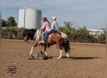 Weitere Ponys/Kleinpferde, Wallach, 9 Jahre, 132 cm, Schecke