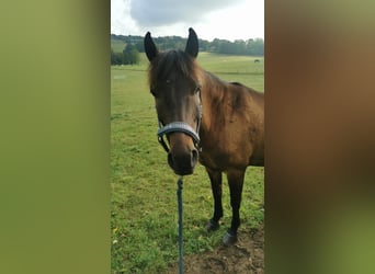 Weitere Ponys/Kleinpferde Mix, Wallach, 9 Jahre, 135 cm, Brauner