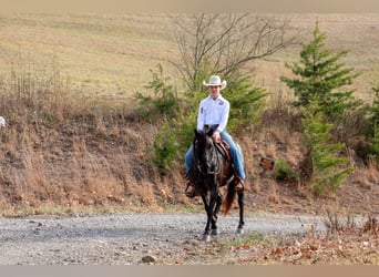 Weitere Ponys/Kleinpferde, Wallach, 9 Jahre, 135 cm, Roan-Blue