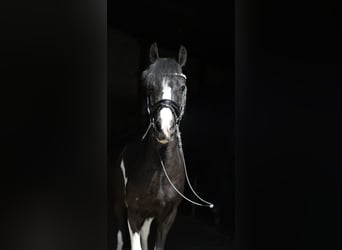 Weitere Ponys/Kleinpferde, Wallach, 9 Jahre, 135 cm, Schecke