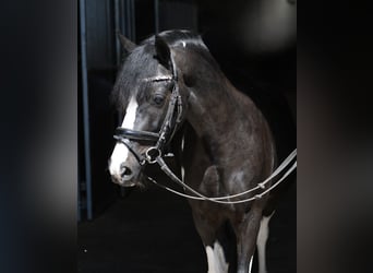 Weitere Ponys/Kleinpferde, Wallach, 9 Jahre, 135 cm, Schecke