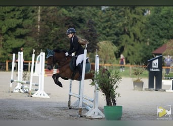 Weitere Ponys/Kleinpferde, Wallach, 9 Jahre, 136 cm, Brauner