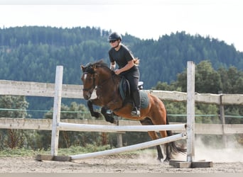 Weitere Ponys/Kleinpferde Mix, Wallach, 9 Jahre, 137 cm, Brauner