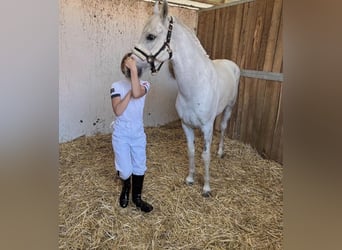 Weitere Ponys/Kleinpferde, Wallach, 9 Jahre, 140 cm, Schimmel