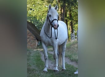 Weitere Ponys/Kleinpferde, Wallach, 9 Jahre, 141 cm, Schimmel