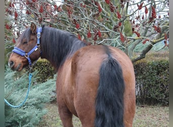 Weitere Ponys/Kleinpferde, Wallach, 9 Jahre, 142 cm, Brauner