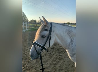 Weitere Ponys/Kleinpferde Mix, Wallach, 9 Jahre, 148 cm, Apfelschimmel