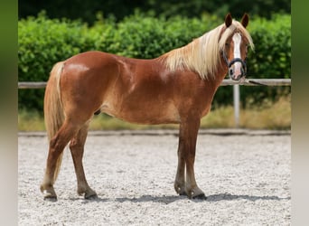 Weitere Ponys/Kleinpferde, Wallach, 9 Jahre, 148 cm, Fuchs