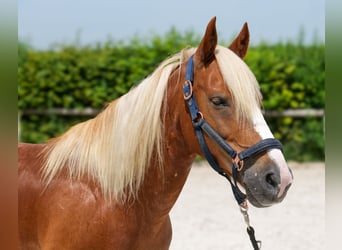 Weitere Ponys/Kleinpferde, Wallach, 9 Jahre, 148 cm, Fuchs